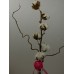 Fleur de coton Zen
